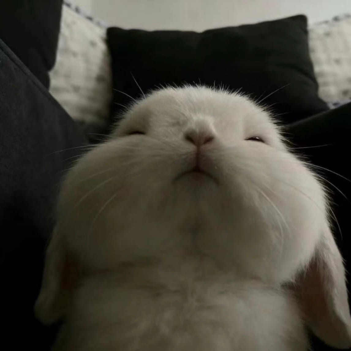 MoonRabbit07
